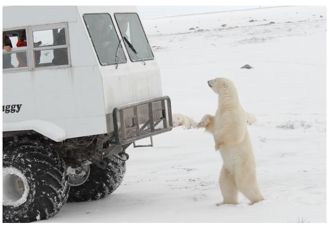 polar bear 3.jpg